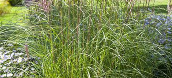 Miscanthus sinensis