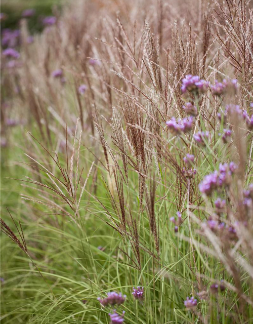 Miscanthus sinensis