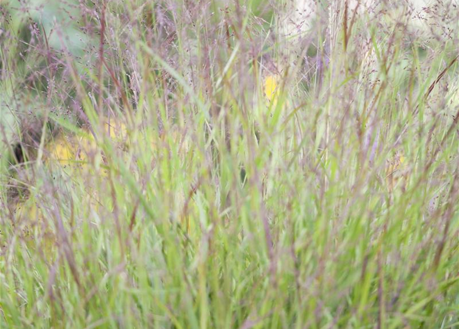 Miscanthus sinensis