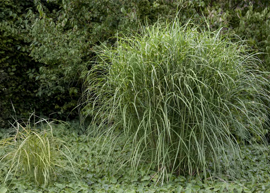 Miscanthus sinensis