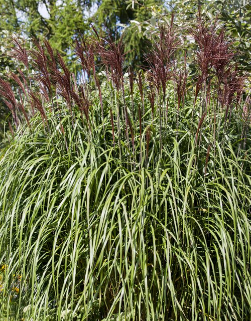 Miscanthus sinensis