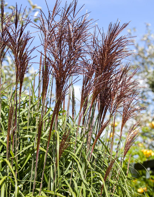 Miscanthus sinensis