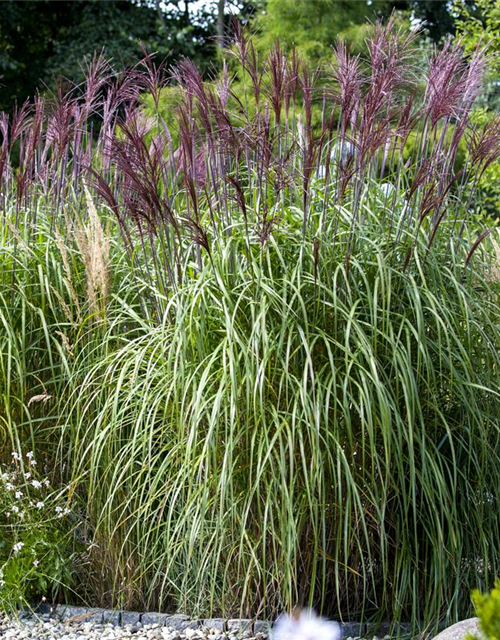 Miscanthus sinensis