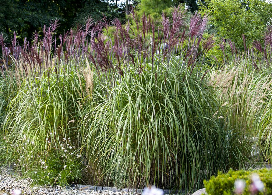 Miscanthus sinensis