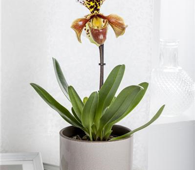 Paphiopedilum