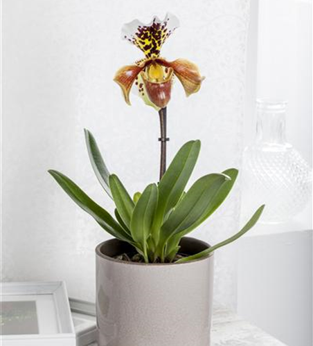 Paphiopedilum