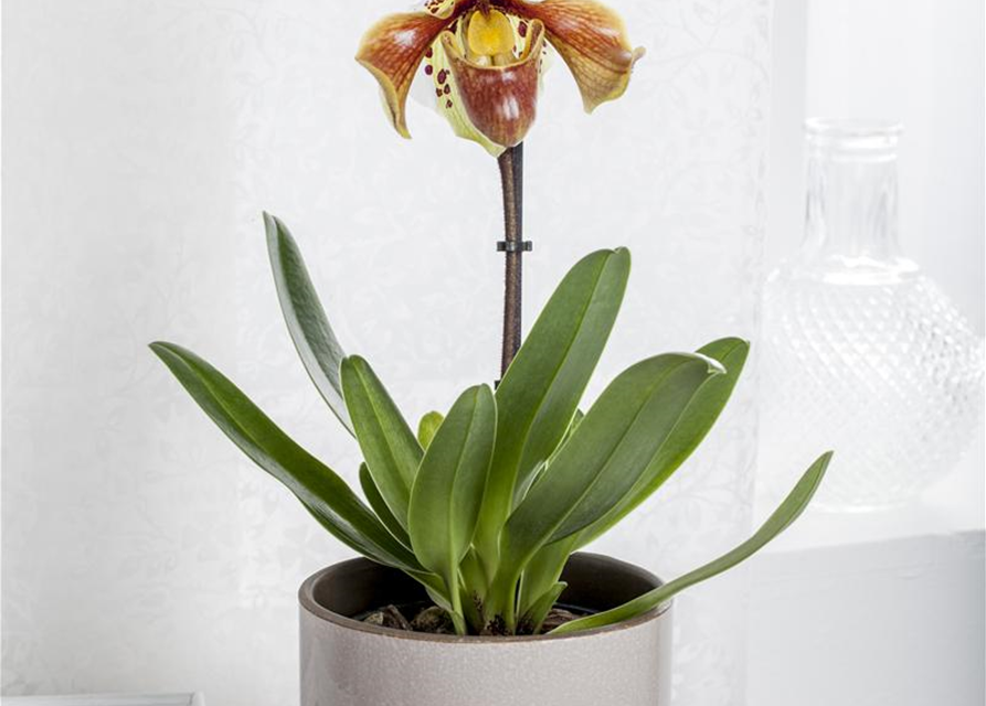 Paphiopedilum