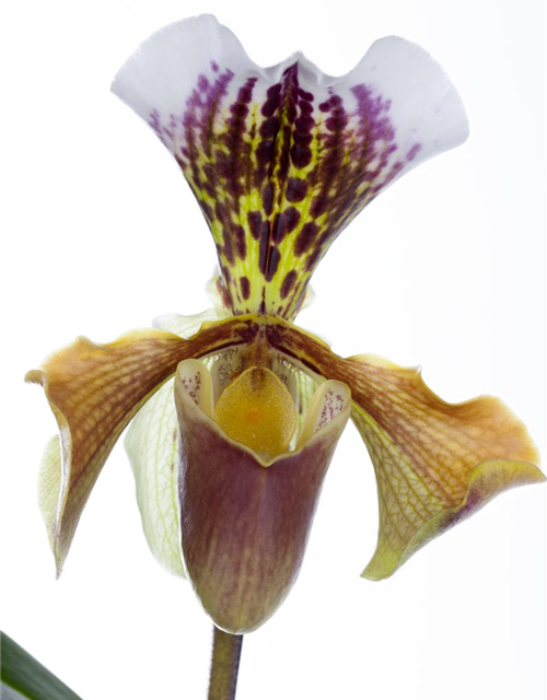 Paphiopedilum