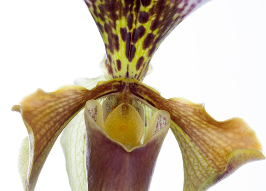 Paphiopedilum