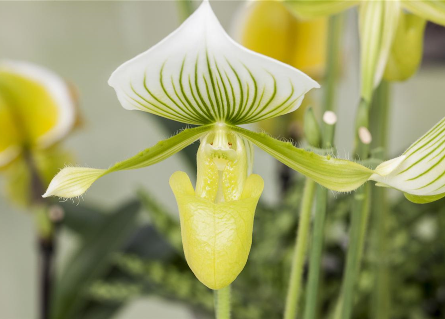 Paphiopedilum