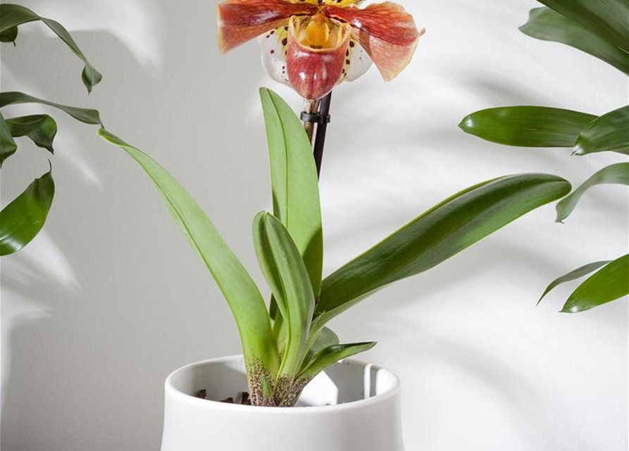 Paphiopedilum