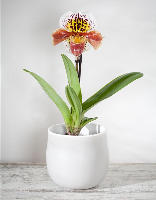 Paphiopedilum