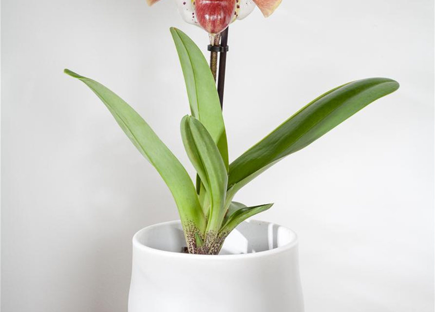 Paphiopedilum