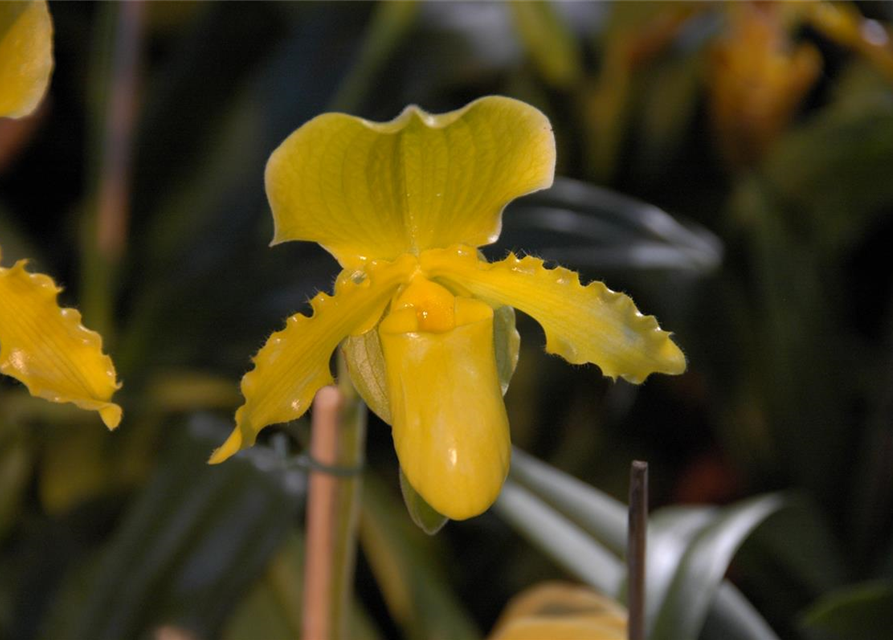 Paphiopedilum