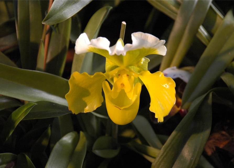 Paphiopedilum