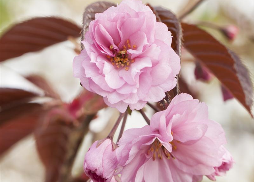 Prunus serrulata 'Royal Burgundy'®