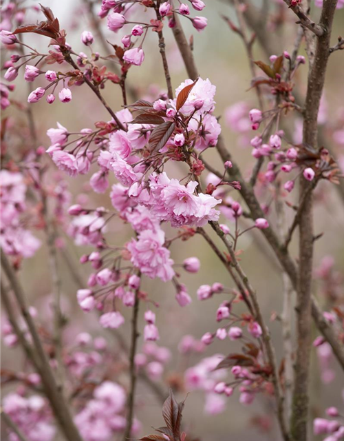 Prunus serrulata 'Royal Burgundy'®