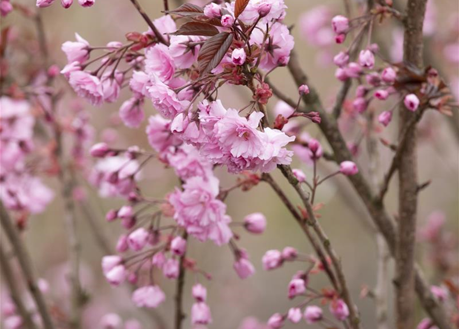 Prunus serrulata 'Royal Burgundy'®