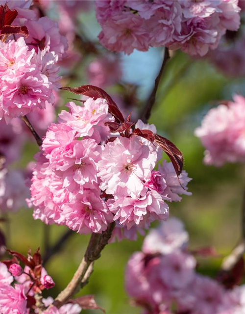 Prunus serrulata 'Royal Burgundy'®