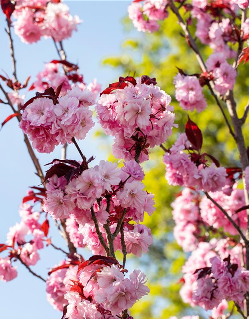 Prunus serrulata 'Royal Burgundy'®