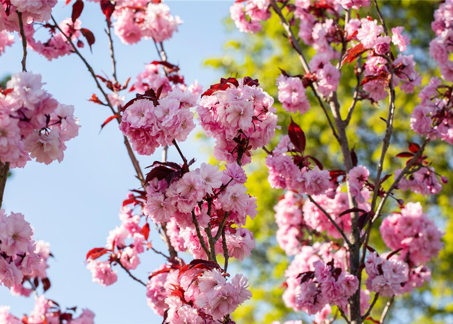 Prunus serrulata 'Royal Burgundy'®