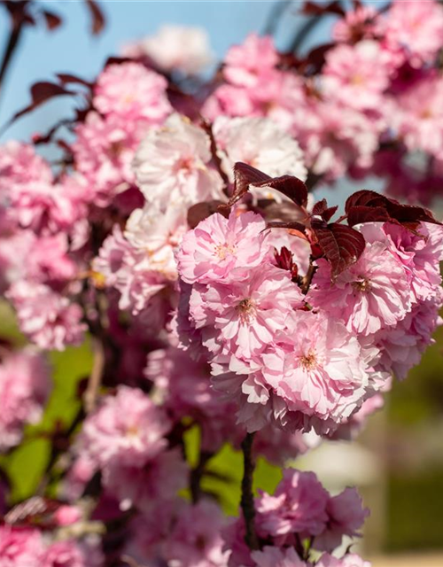 Prunus serrulata 'Royal Burgundy'®