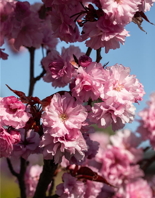 Prunus serrulata 'Royal Burgundy'®