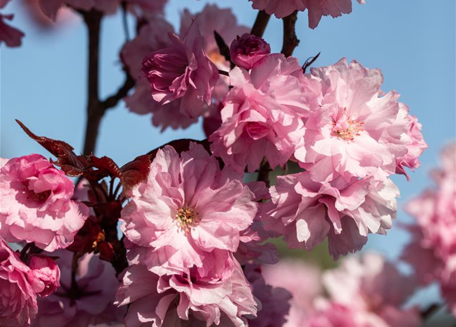 Prunus serrulata 'Royal Burgundy'®