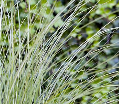 Miscanthus sinensis 'Gracillimus'