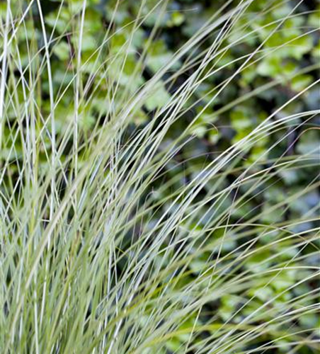 Miscanthus sinensis 'Gracillimus'