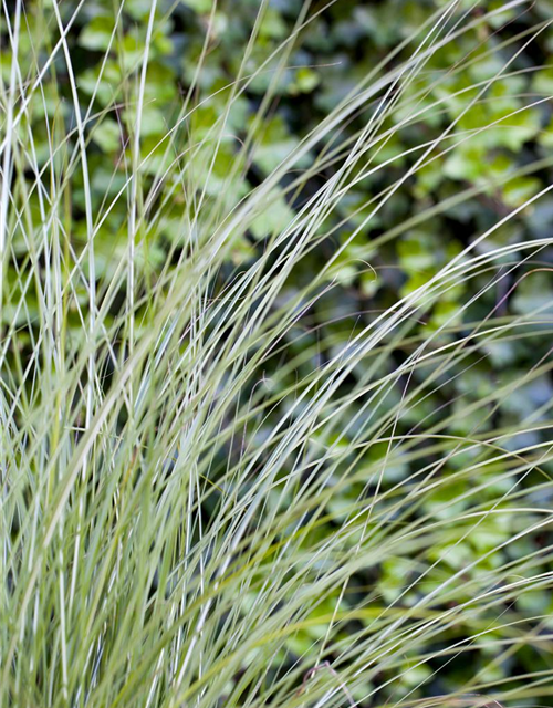 Miscanthus sinensis 'Gracillimus'