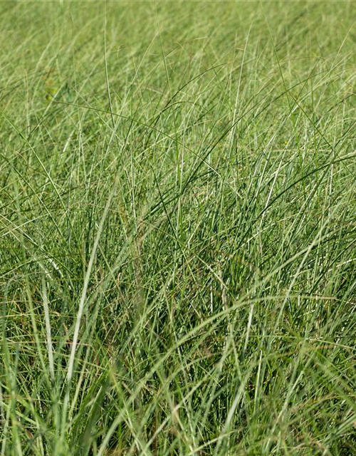 Miscanthus sinensis 'Gracillimus'