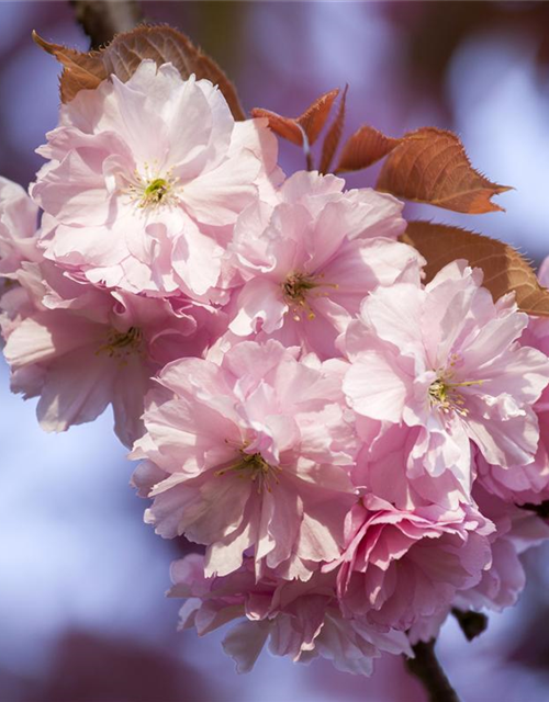 Prunus subhirtella 'Accolade'