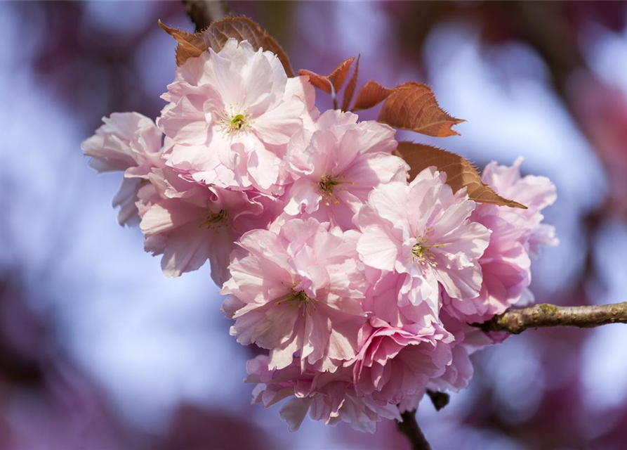 Prunus subhirtella 'Accolade'