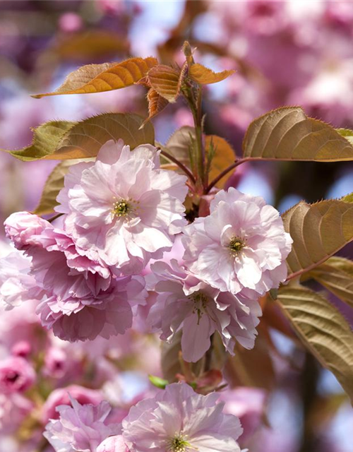 Prunus subhirtella 'Accolade'