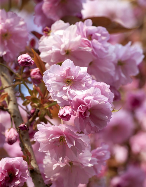 Prunus subhirtella 'Accolade'