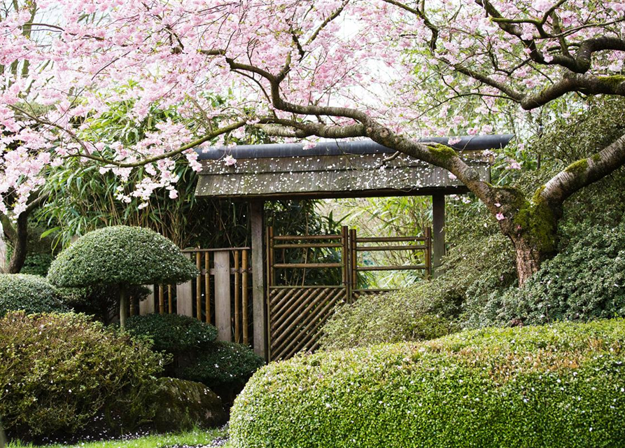 Prunus subhirtella 'Accolade'