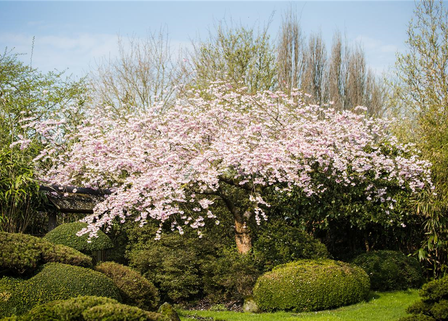 Prunus subhirtella 'Accolade'