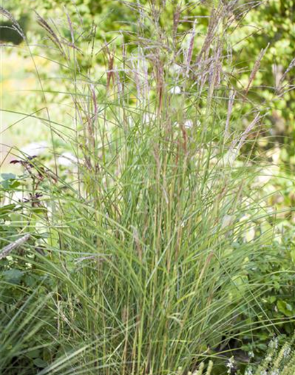 Miscanthus sinensis 'Kleine Fontäne'