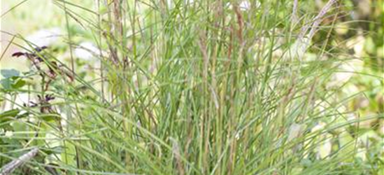 Miscanthus sinensis 'Kleine Fontäne'