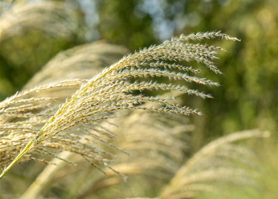 Miscanthus sinensis 'Kleine Fontäne'