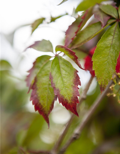 Parthenocissus quinquefolia