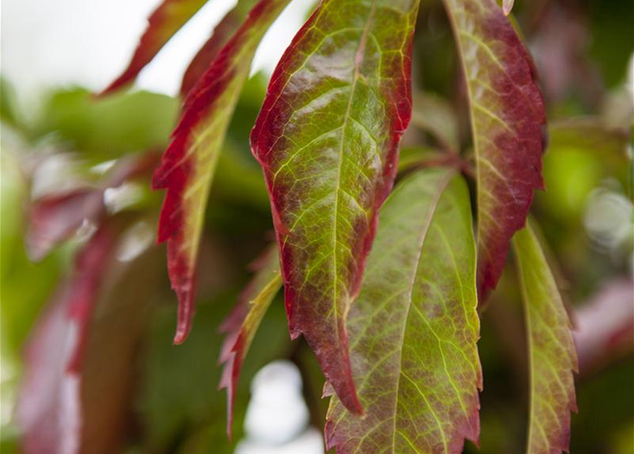 Parthenocissus quinquefolia