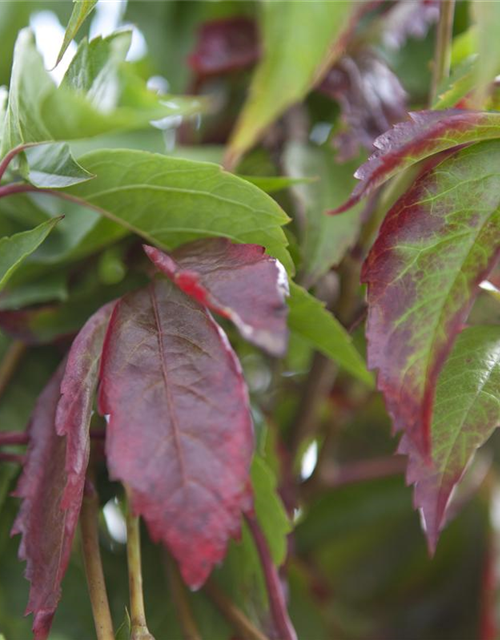 Parthenocissus quinquefolia