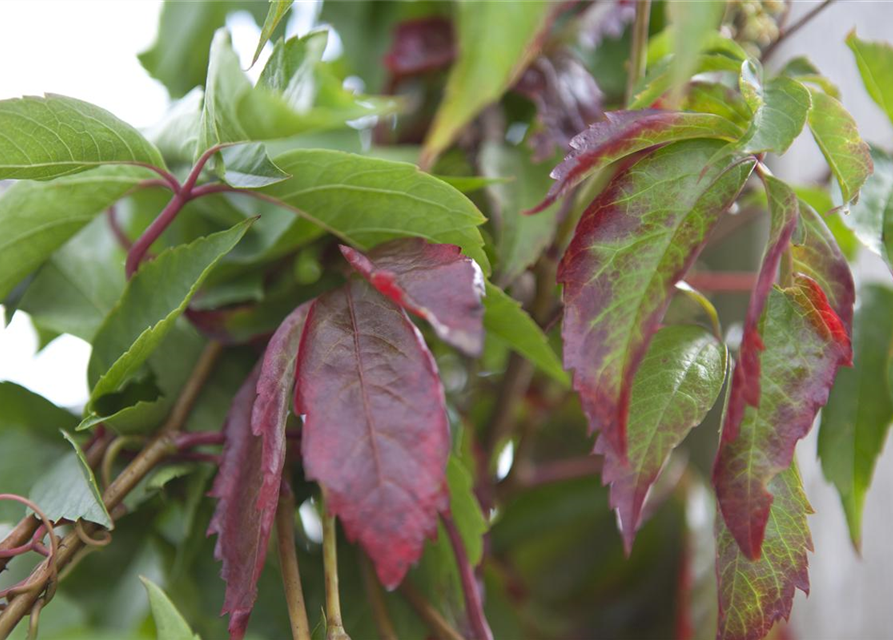 Parthenocissus quinquefolia