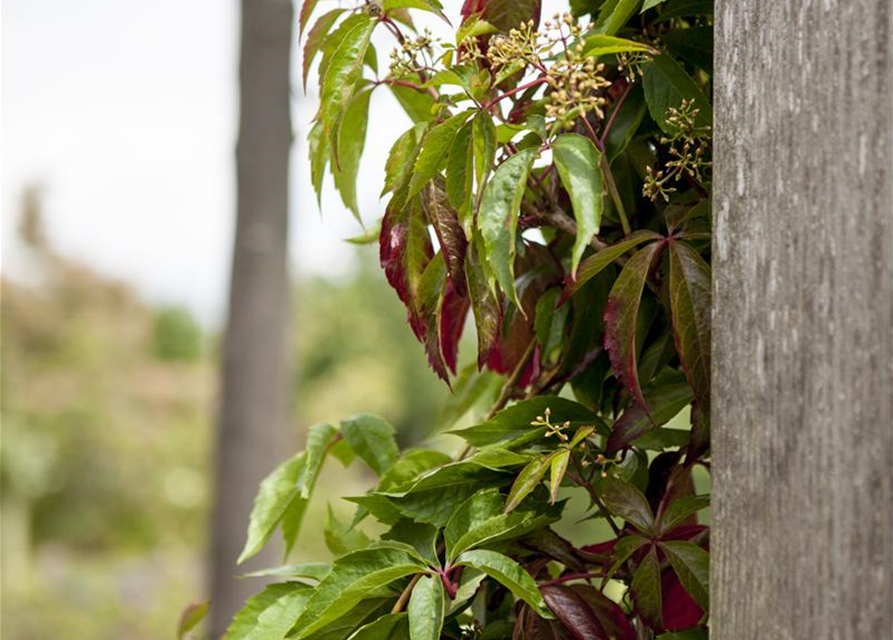 Parthenocissus quinquefolia