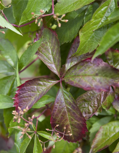 Parthenocissus quinquefolia