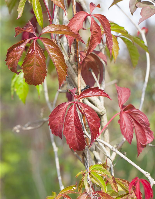 Parthenocissus quinquefolia