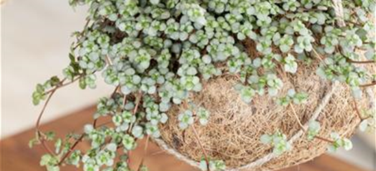 Pilea glauca