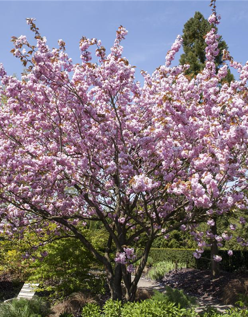 Prunus, Zierkirsche